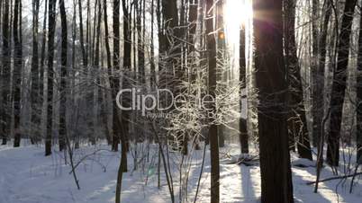 Winter forest, lit by the sun