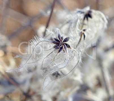 Cotinus coggygria background