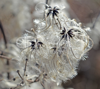 Cotinus coggygria