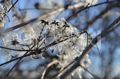 Cotinus coggygria