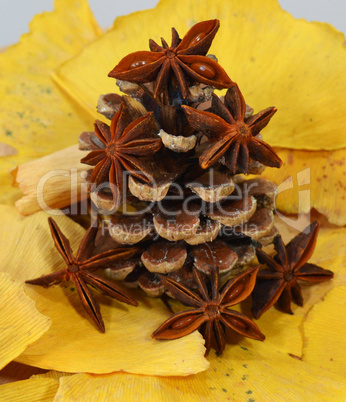 Fir cone and anise