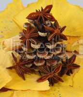Fir cone and anise