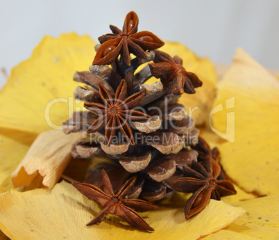 Fir cone and anise