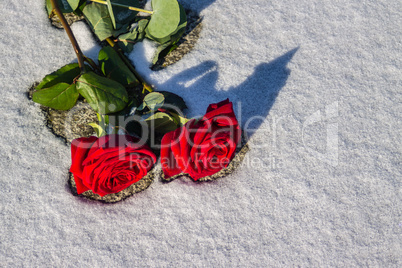 Rosen im Schnee