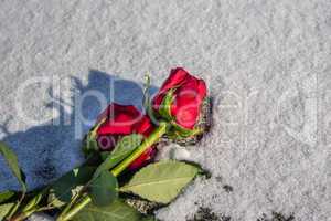 Rosen im Schnee