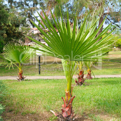 seedling tropical palm trees in a summer park