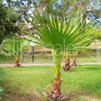 seedling tropical palm trees in a summer park