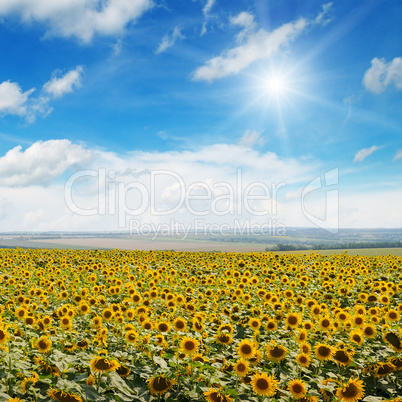 field of sunflowers , blue sky and sun