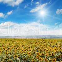 field of sunflowers , blue sky and sun