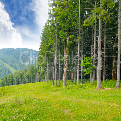 pine wood on the hillside