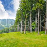 pine wood on the hillside