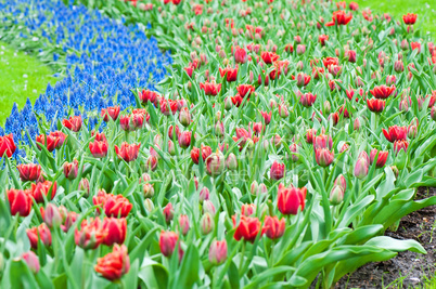 Red tulips and blue hyacinth