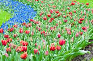 Red tulips and blue hyacinth