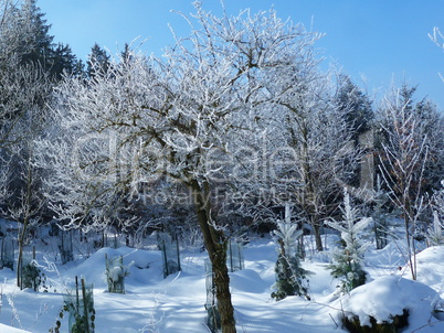 Winterwald