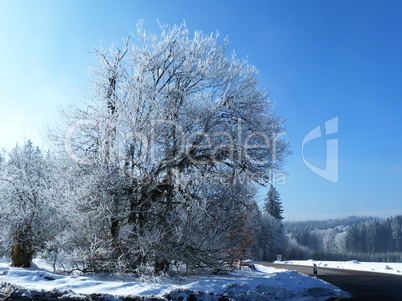 Winterlandschaft