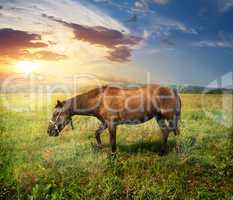 Horse on pasture