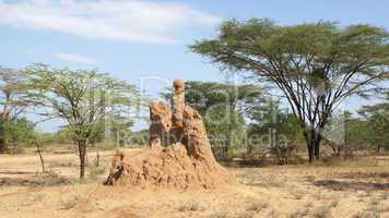 Termitenbau, Äthiopien, Afrika