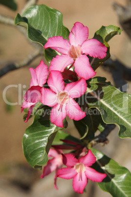 Wüstenrose, Äthiopien, Afrika