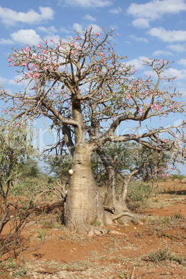 Wüstenrose, Äthiopien, Afrika