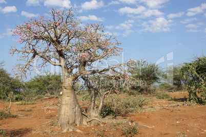 Desert-rose, Ethiopia, Africa