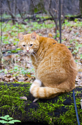 Red cat on a leash sitting on a felled tree in the forest