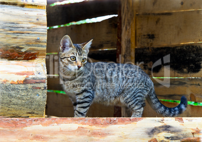 Cat standing in the window opening of house under construction i