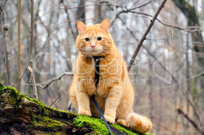 Red cat on a leash sitting on a felled tree in the forest