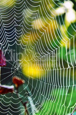 Spider web on the grass close up