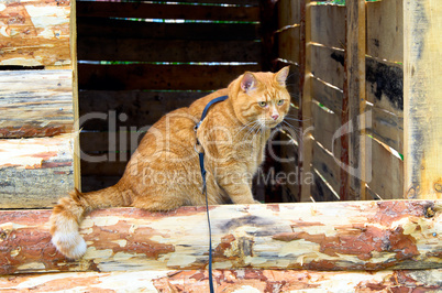 Red cat on a leash sitting on the window structure of boards