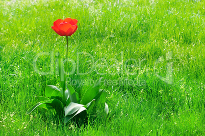 red  tulips on a green lawn