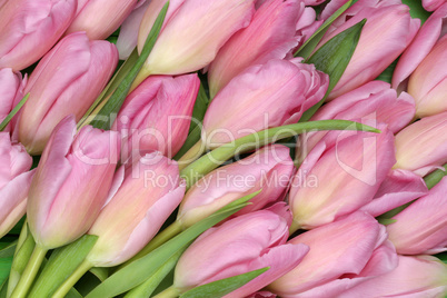 Hintergrund aus Tulpen Blumen zum Frühling oder Muttertag