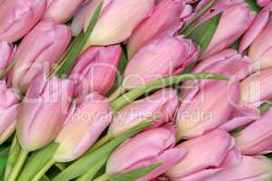 Hintergrund aus Tulpen Blumen zum Frühling oder Muttertag