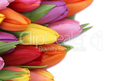 Tulpen Blumen im Frühling oder Muttertag mit Textfreiraum