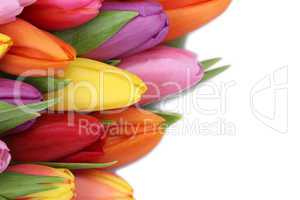 Tulpen Blumen im Frühling oder Muttertag mit Textfreiraum