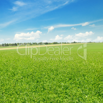 picturesque green field and blue sky