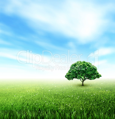 Summer, Field, Sky, Tree, Grass, Flowers