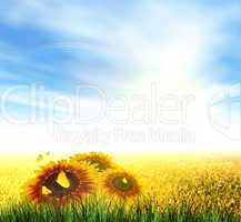Summer, Field, Sky, Sun, Rainbow, Grass, Sunflowers