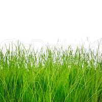 Green grass isolated on white background