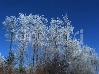 Winterwald