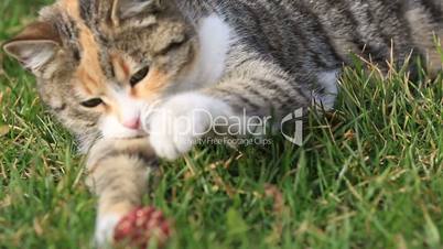 domestic cute cat playing in the garden