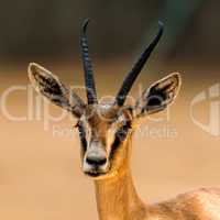 Antelope