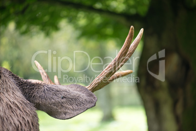 Detail of the head a male moose, Alces alces