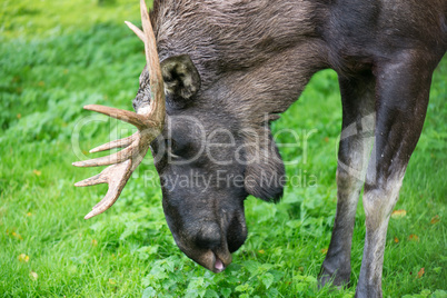 Detail of the head a male moose, Alces alces