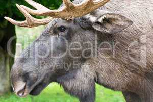 Detail of the head a male moose, Alces alces