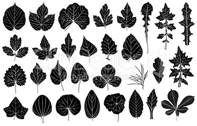 Set of different leaves