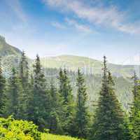 spruce forest on the hillside