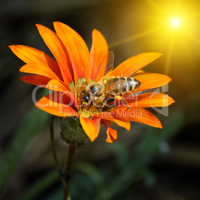 bee on a beautiful flower in the sun