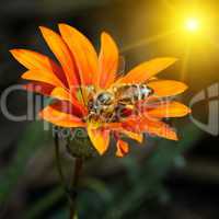 bee on a beautiful flower in the sun