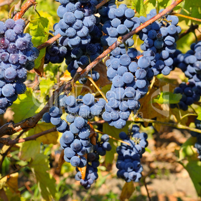 bunches of grapes on the vine