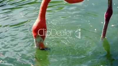 American flamingo standing in water and eating